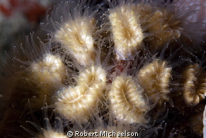 Smooth Flower Coral that really shows its beauty at night by Robert Michaelson 